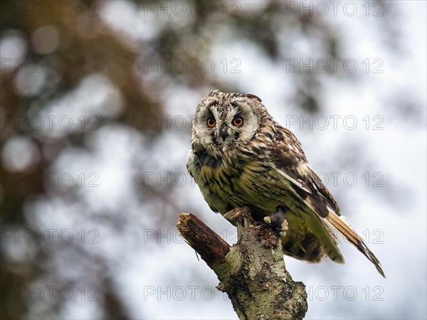 Long-eared owl