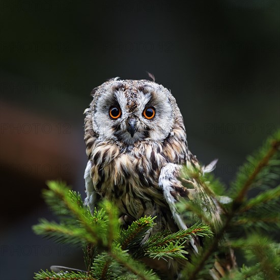 Long-eared owl