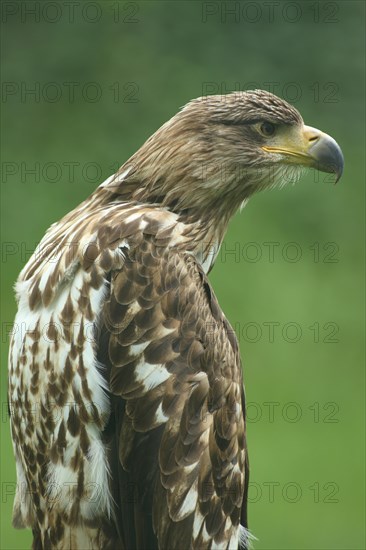 Gyrfalcon