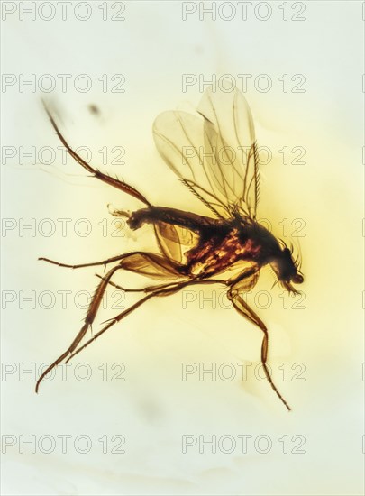Unidentified Fly in Colombian Amber Pleistocene