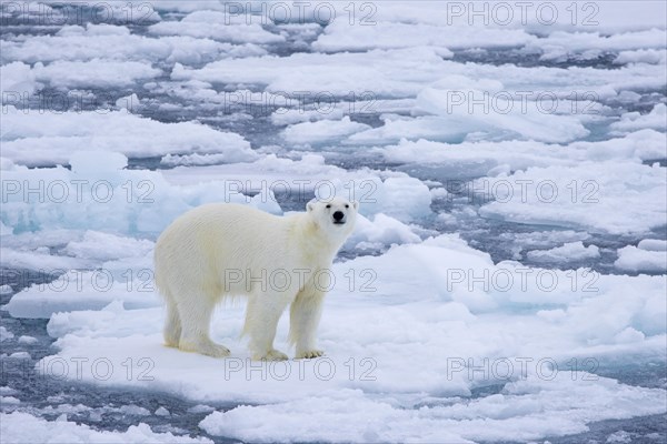 Lone polar bear