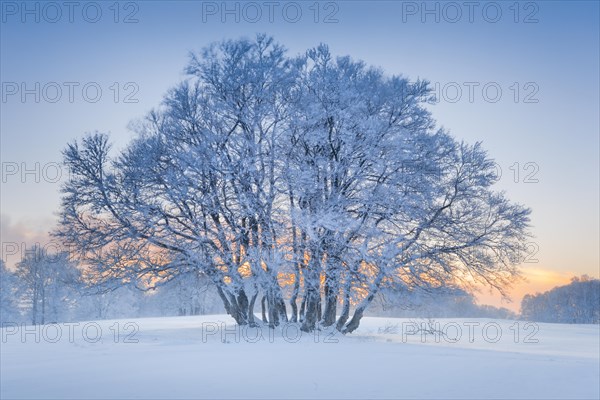Deeply snow-covered beech trees at blue hour in the Neuchatel Jura