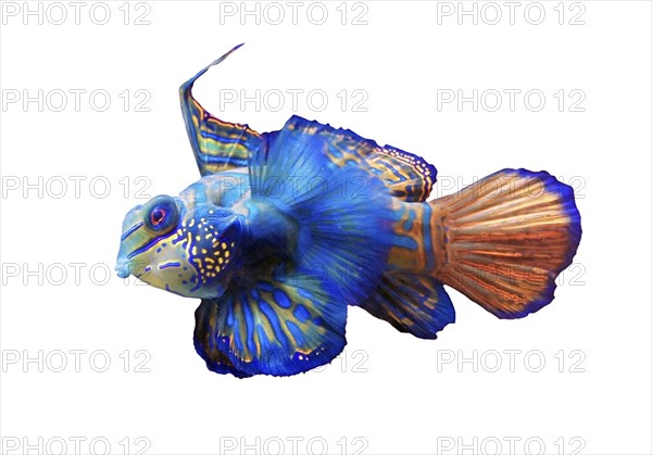 Mandarinfish