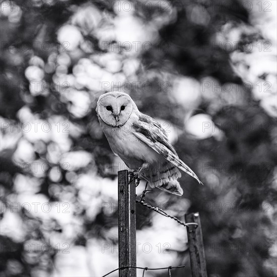 Common barn owl