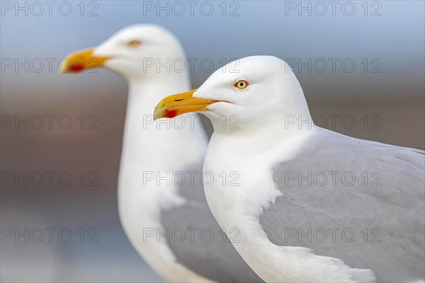 European herring gull