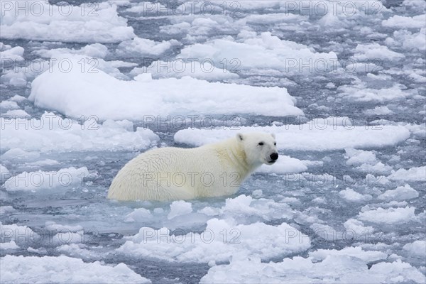 Lone polar bear