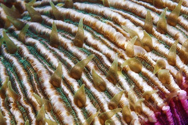 Mushroom coral