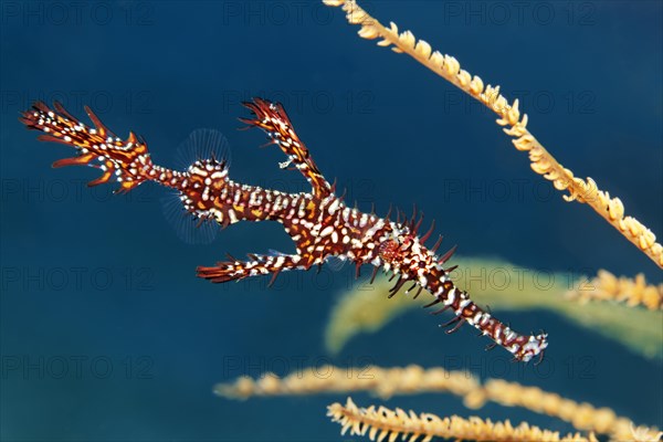 Ornate ghost pipefish