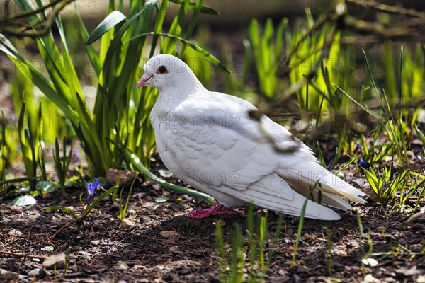 White dove