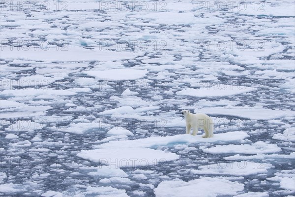 Lone polar bear