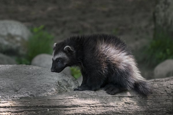 Young wolverine
