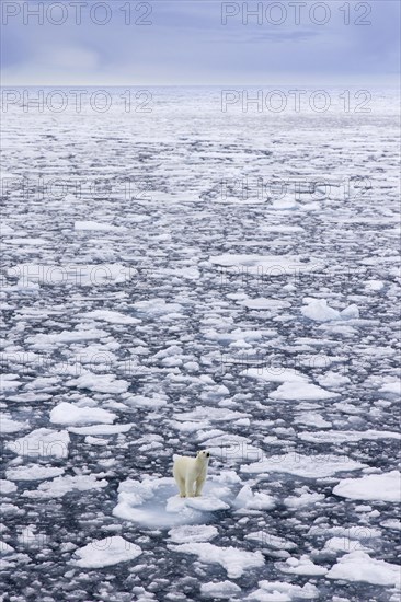 Lone polar bear