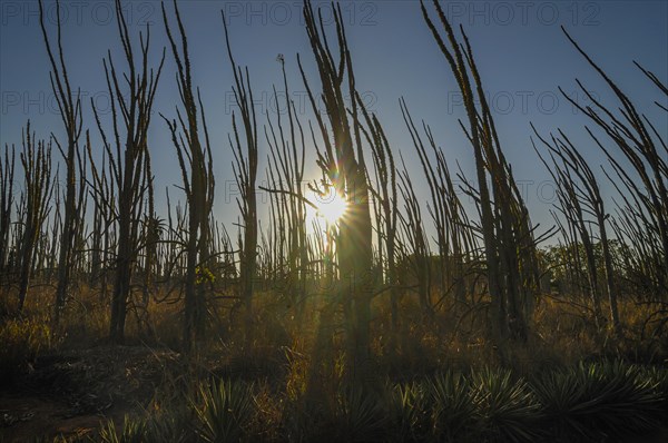 Spiny forest in backlight