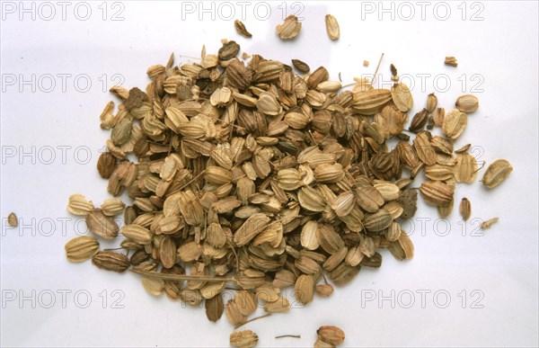Medicinal plant