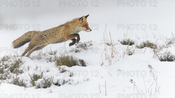 Red fox