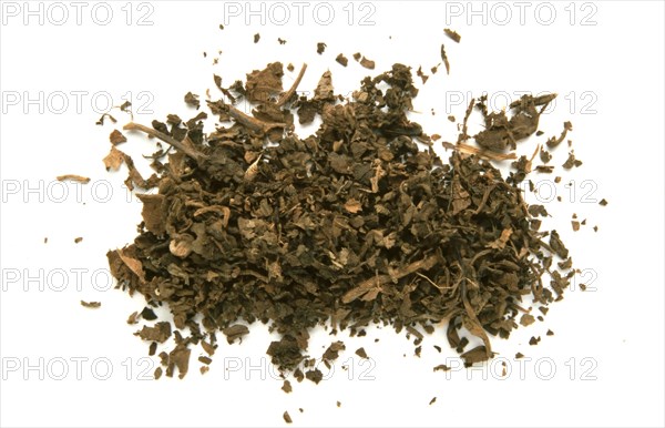 Indian patchouli