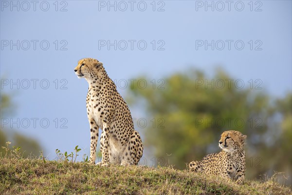 Cheetah