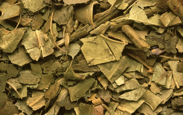 Medicinal herbs dried holly herb
