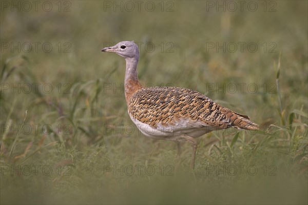 Great bustard