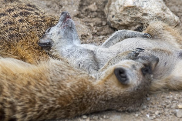 Meerkats
