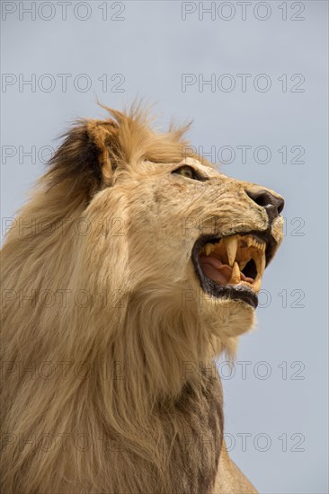 Head of stuffed lion with mouth open in view