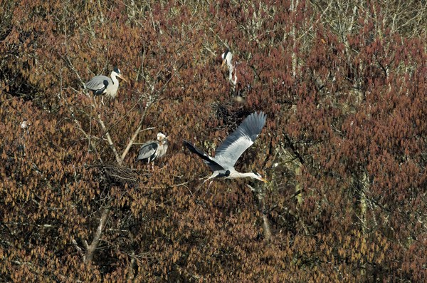 Grey heron