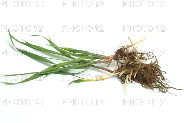 Medicinal plant couch grass