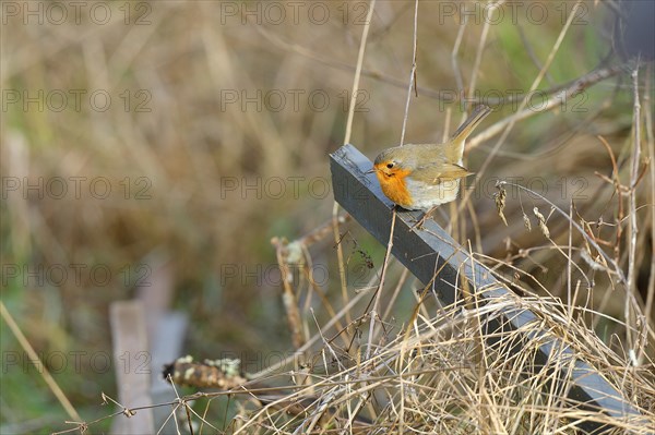 European robin