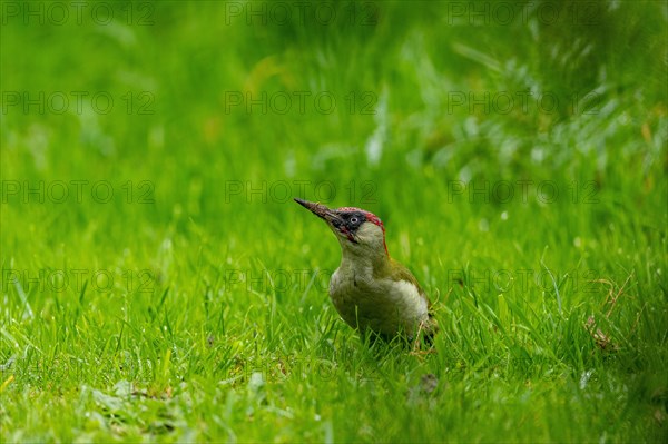 European green woodpecker