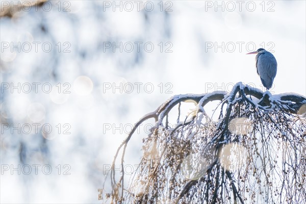 Grey heron