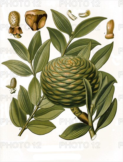 Medicinal plant