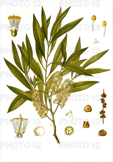 Medicinal plant