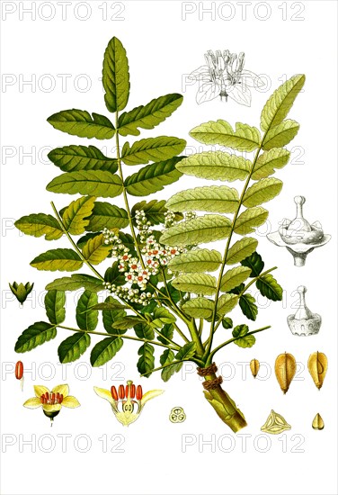 Medicinal plant is a species of plant belonging to the torchwoods