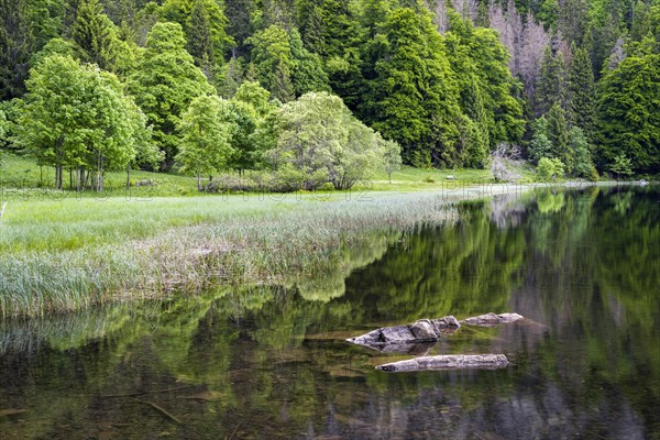 The Feldsee in the forest with stones in the foreground