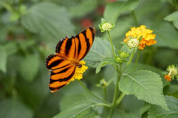 Zebra longwing