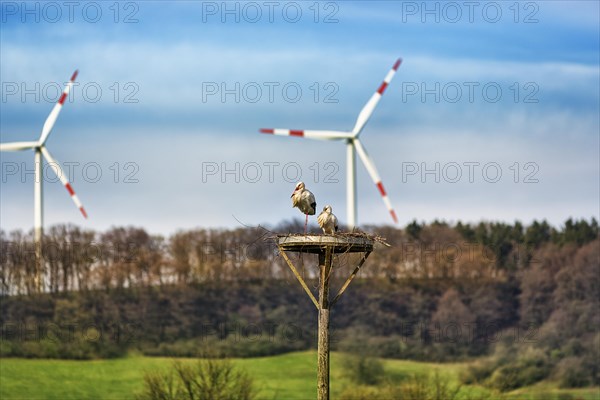 White storks
