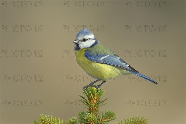 Blue tit