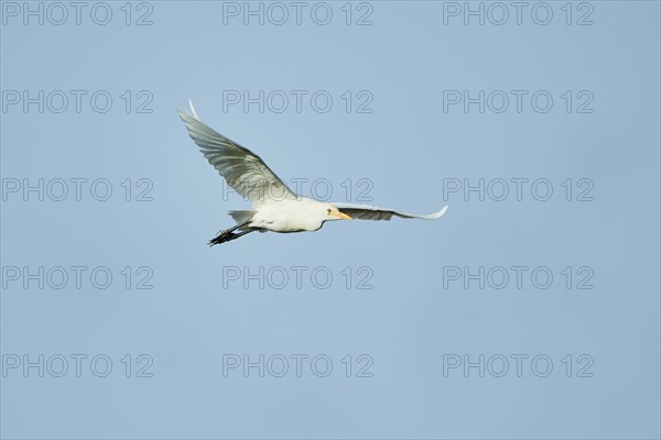 Cattle egret