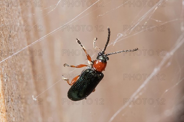 Red-necked corncock Beetle hanging in spider's web right looking up