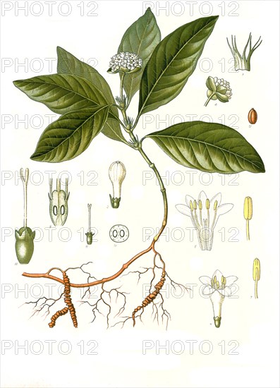 Medicinal plant
