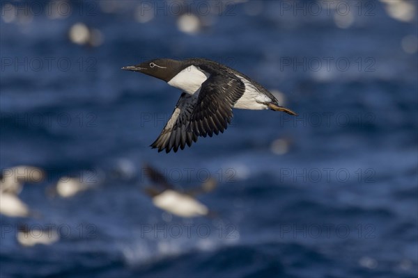 Common Guillemot