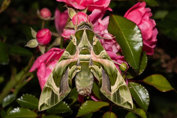 Oleander moth Moth with closed wings hanging on red flower from behind