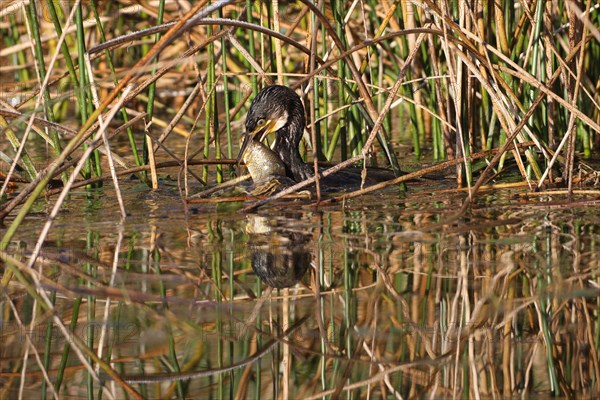 Great cormorant