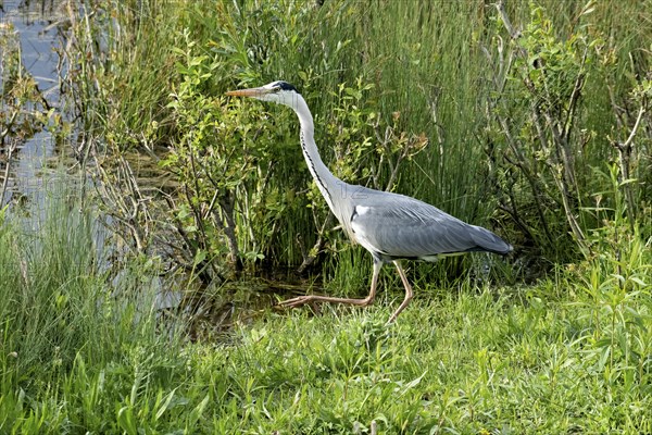 Grey heron