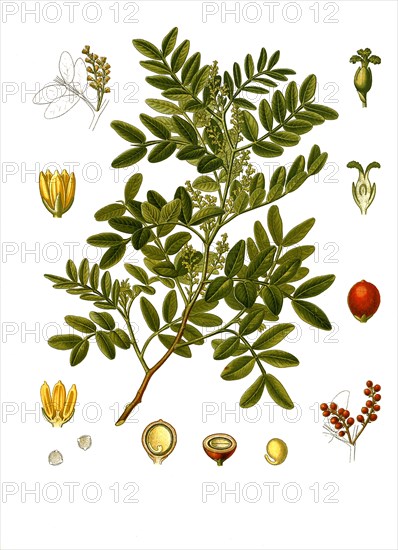 Medicinal plant