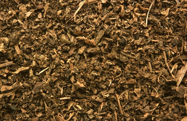 Indian patchouli