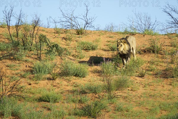 Black maned lion