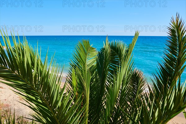 Canary Island date palm
