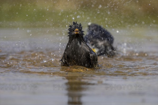Spotless starling