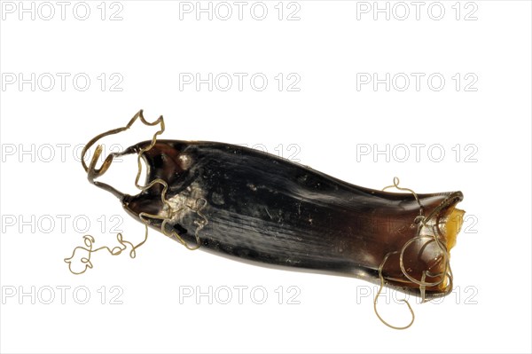 Egg case